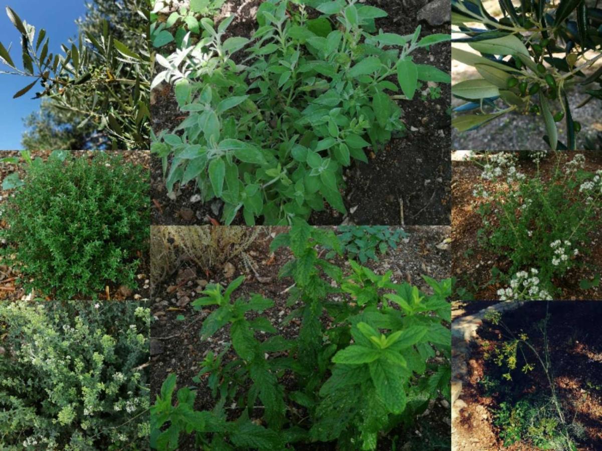 Terraoliva&Herbs Vatos Exterior photo